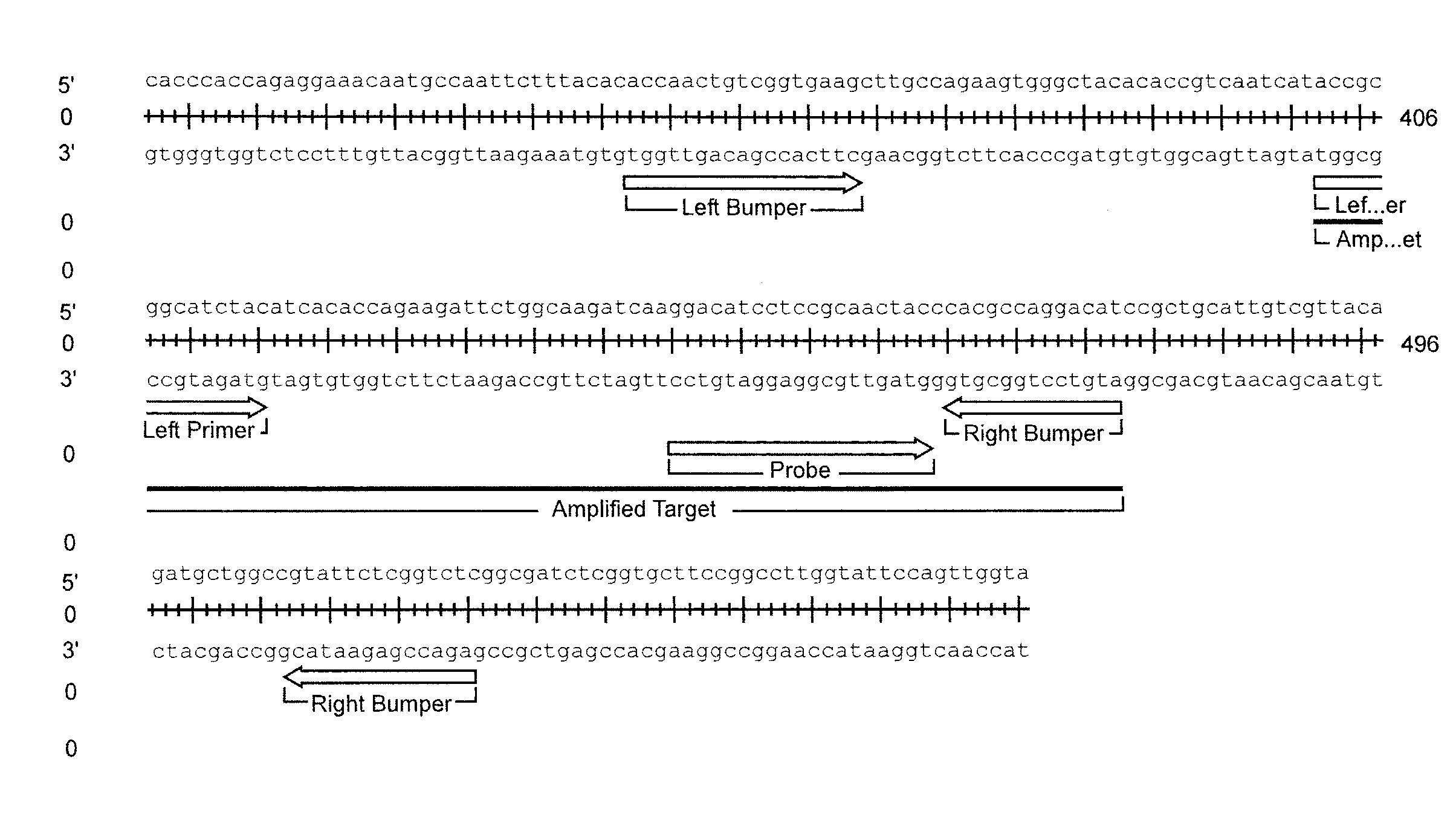 Assay for trichomonas vaginalis by amplification and detection of trichomonas vaginalis ap65-1 gene