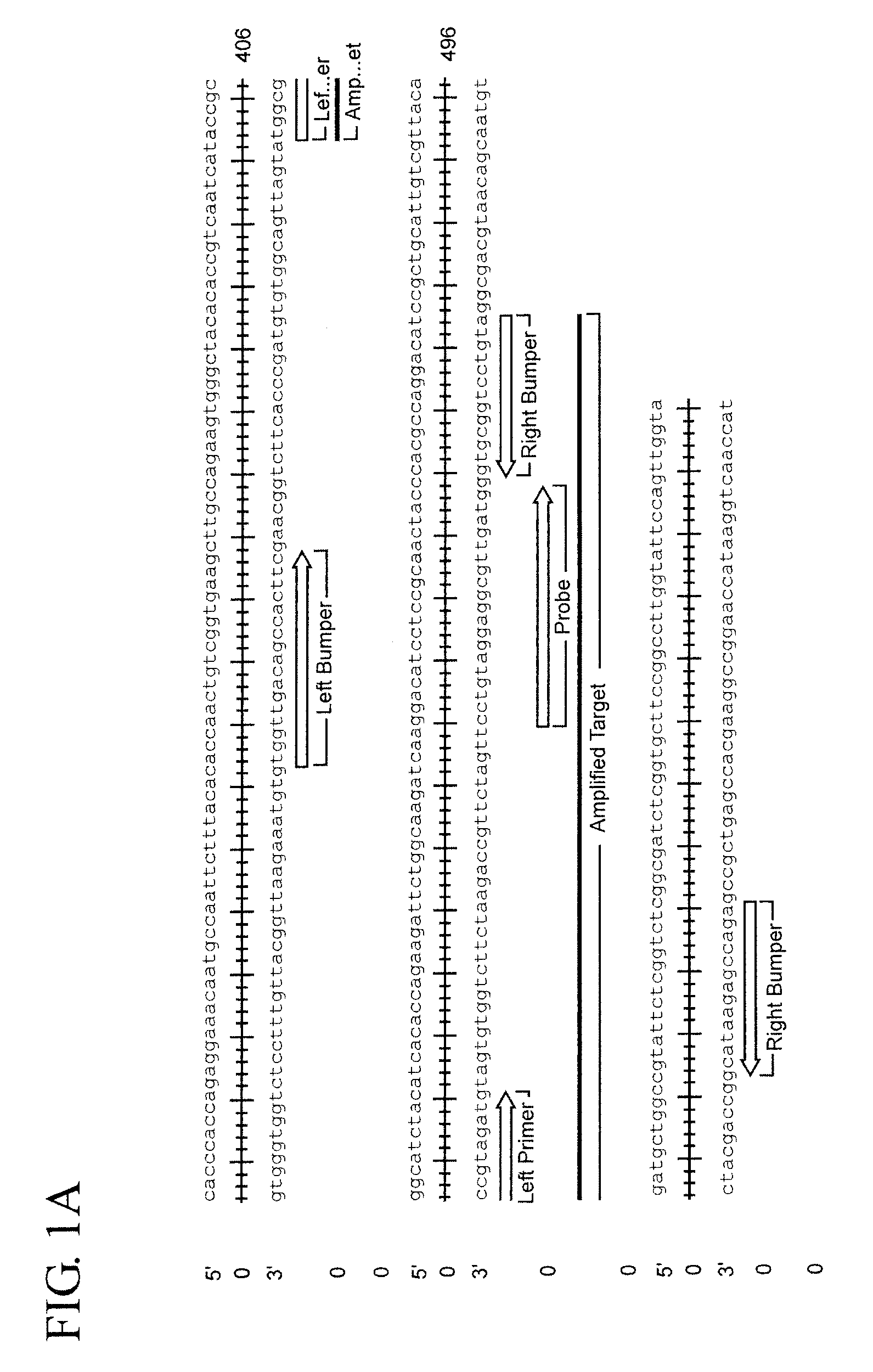 Assay for trichomonas vaginalis by amplification and detection of trichomonas vaginalis ap65-1 gene