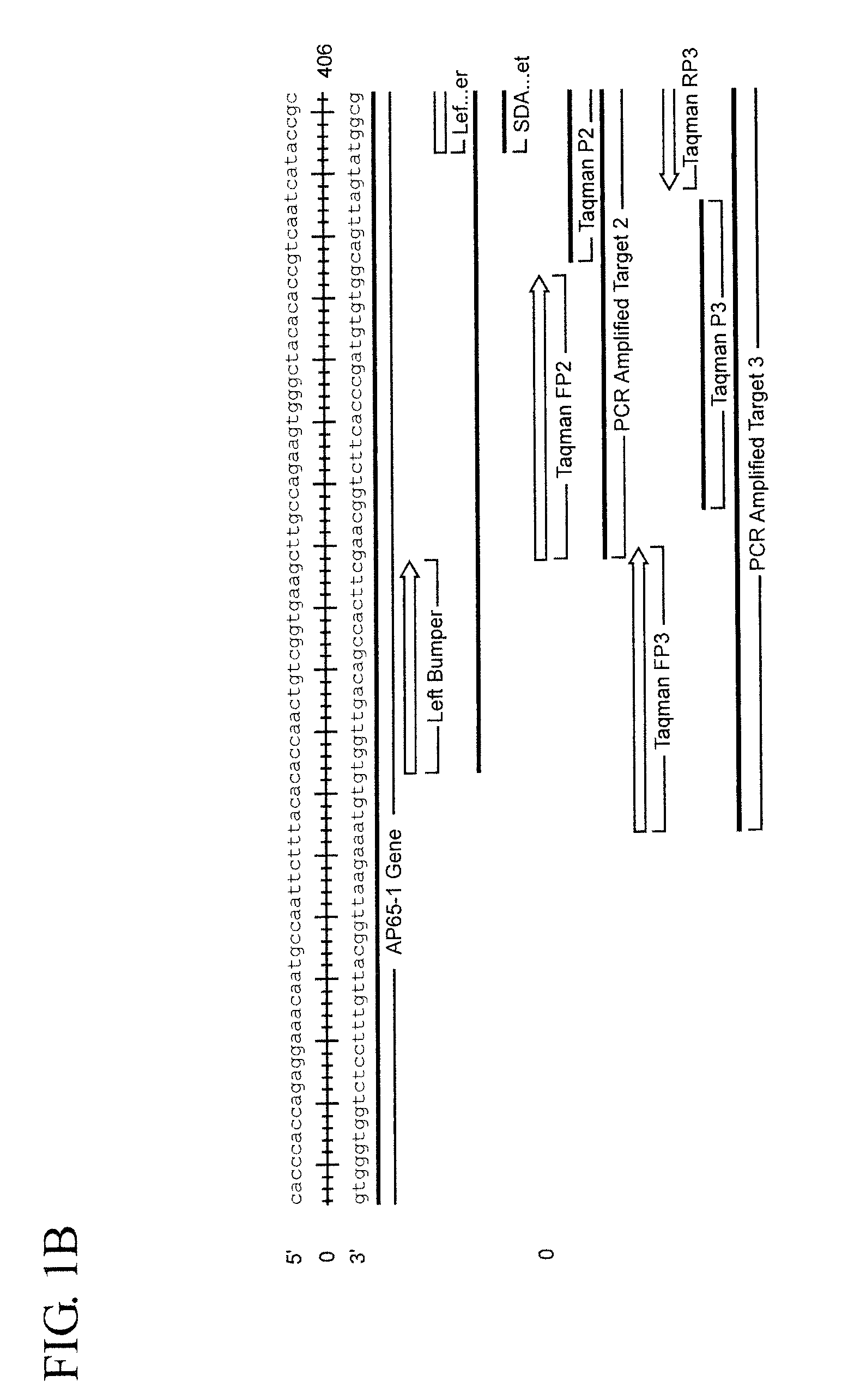 Assay for trichomonas vaginalis by amplification and detection of trichomonas vaginalis ap65-1 gene