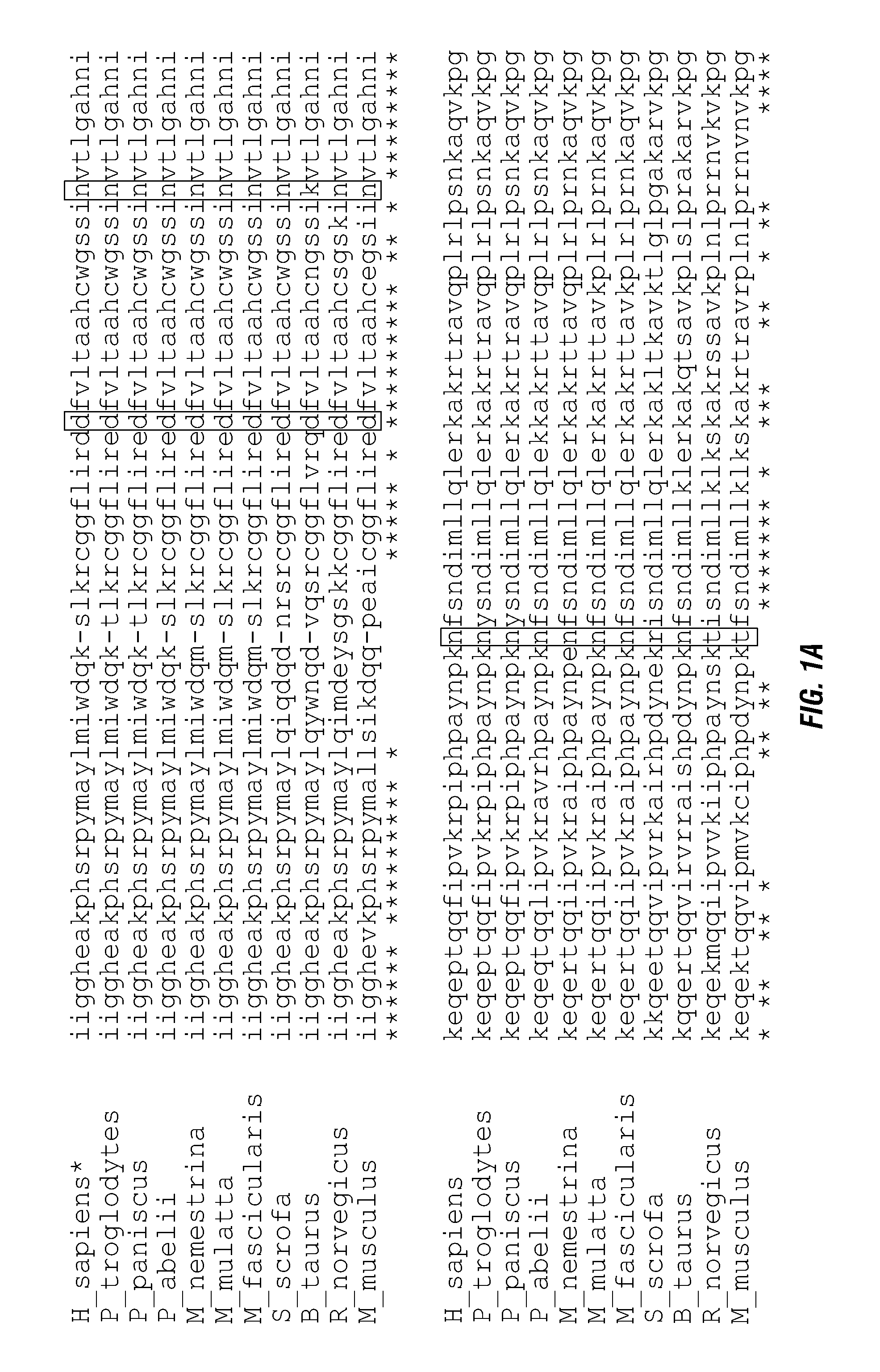 Serine protease molecules and therapies