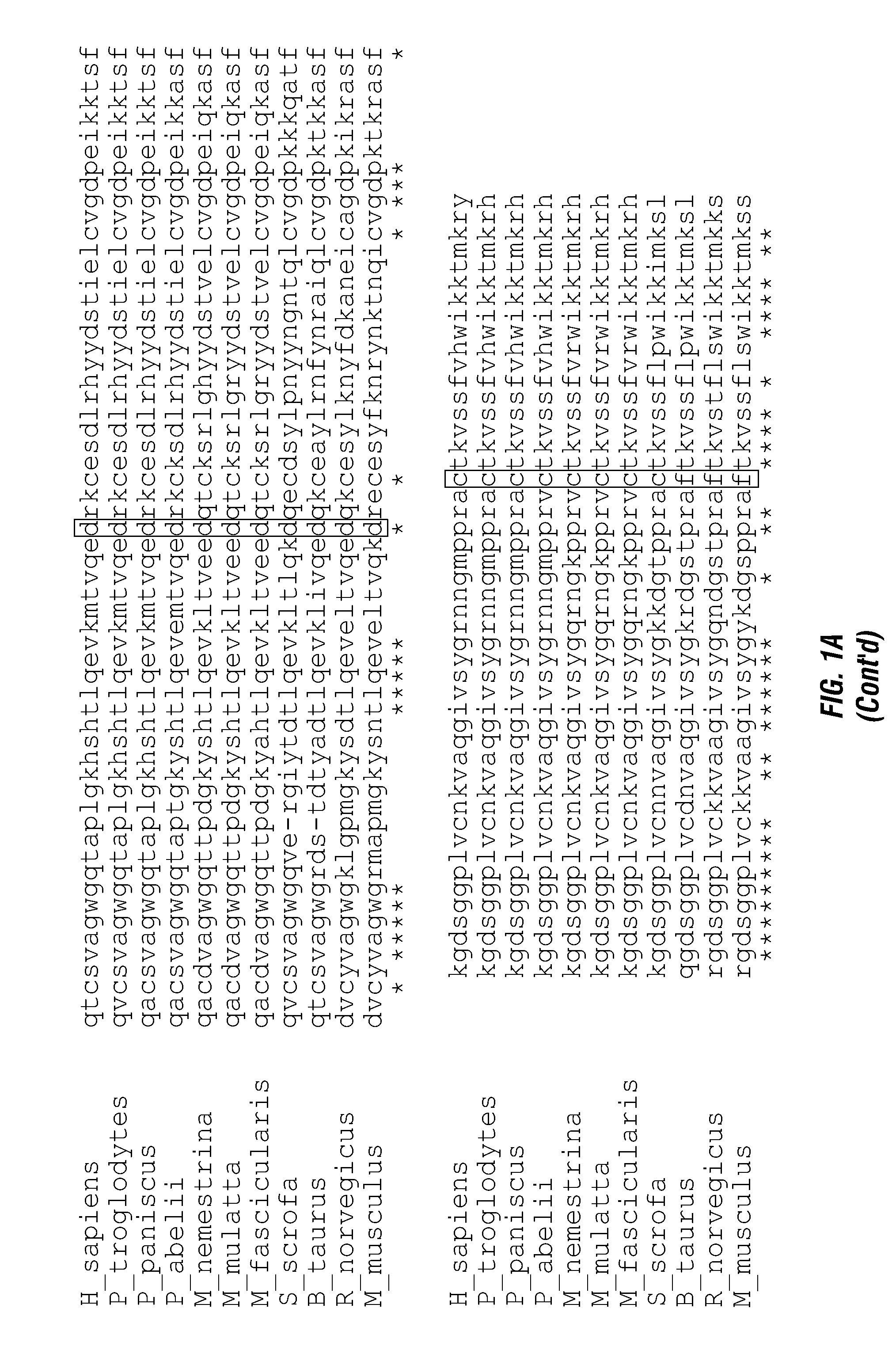 Serine protease molecules and therapies