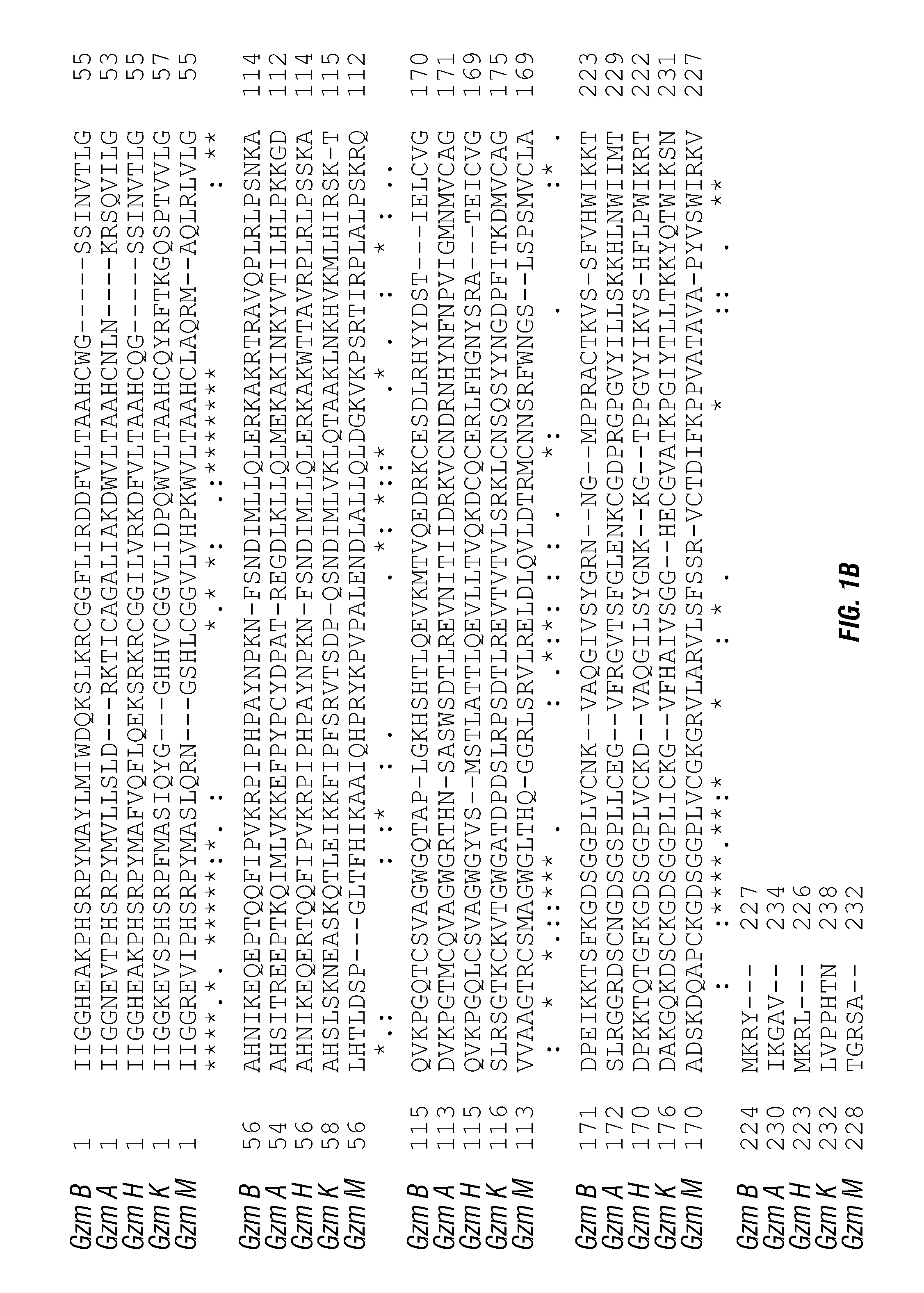 Serine protease molecules and therapies