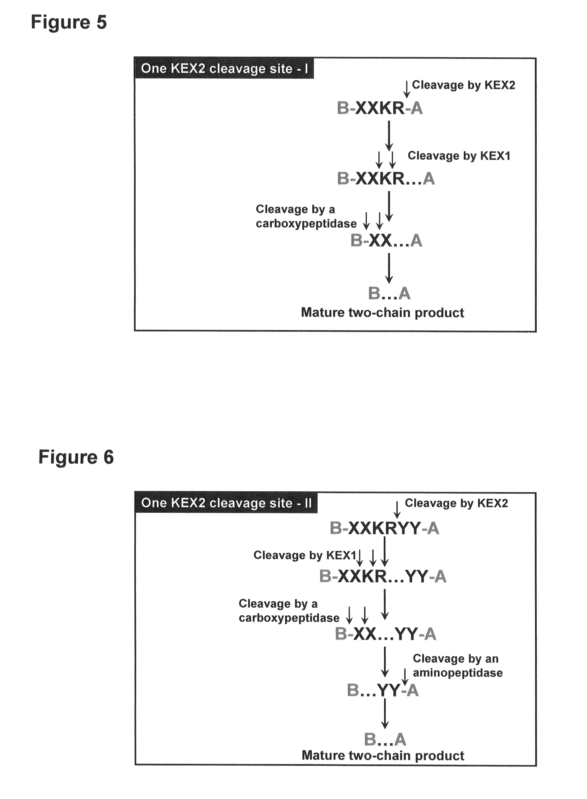 Method of making activated carboxypeptidases