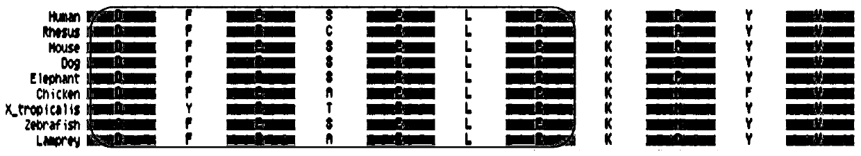 OTOF gene mutation detection kit related to auditory neuropathy spectrum disorder