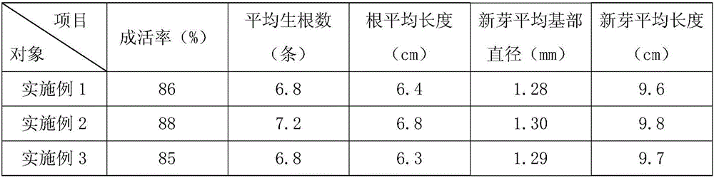 Oil-tea camellia cuttage and grafting integrated seedling breeding method