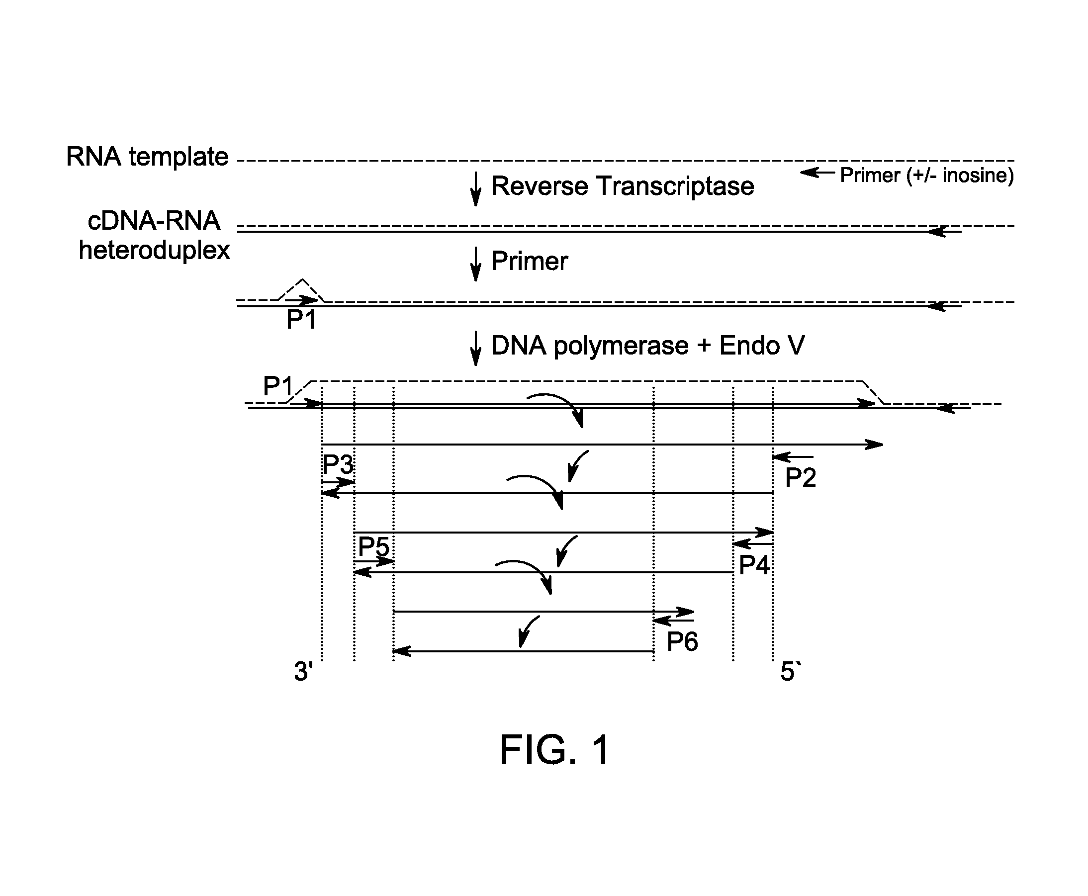 Method for isothermal DNA amplification starting from an RNA template