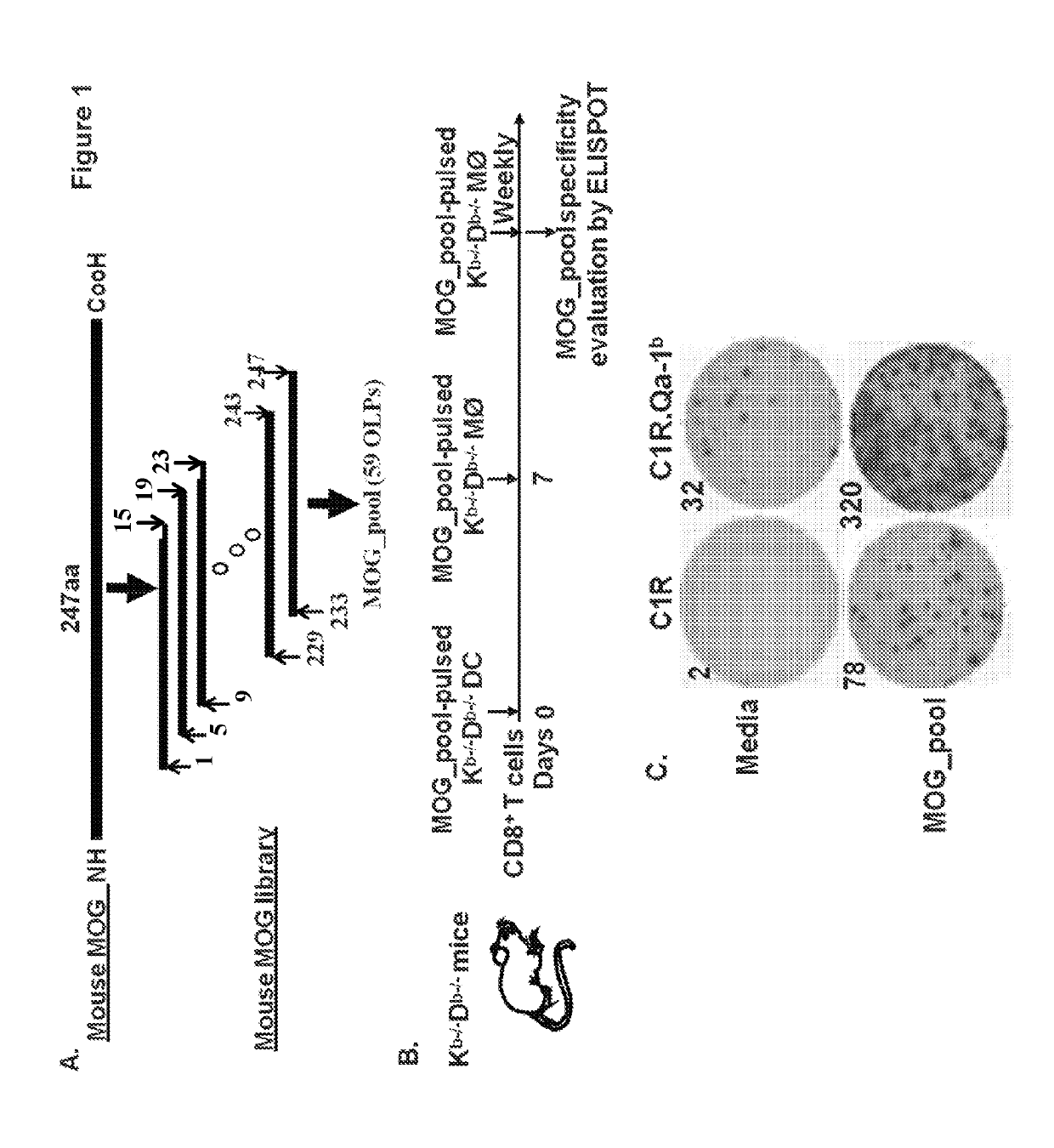 Myelin oligodendrocyte glycoprotein-specific peptide for the treatment or prevention of multiple sclerosis