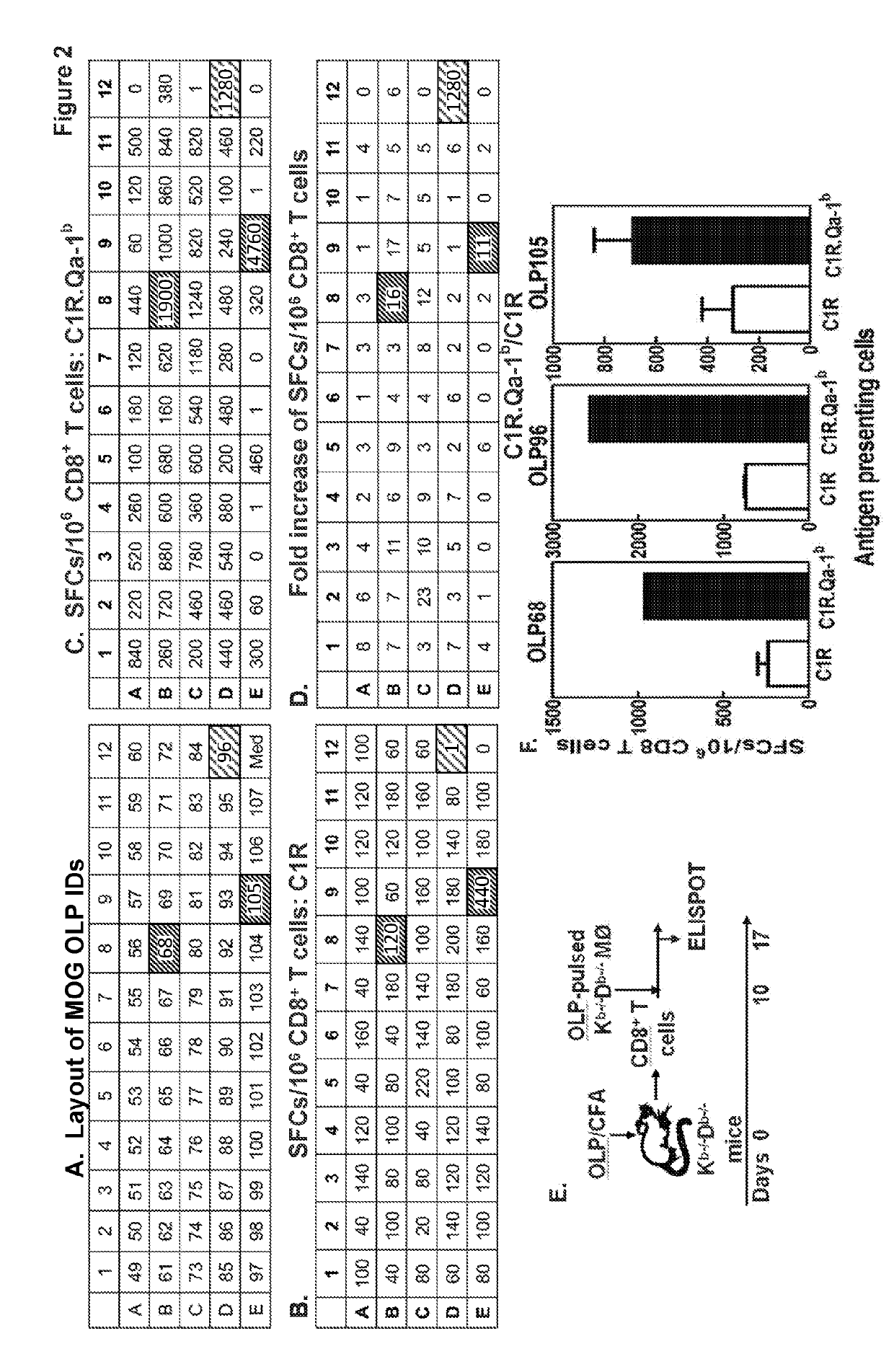 Myelin oligodendrocyte glycoprotein-specific peptide for the treatment or prevention of multiple sclerosis