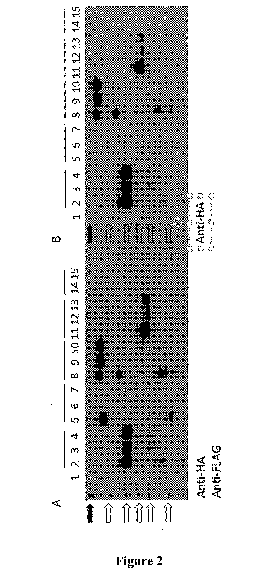 Expression of nitrogenase polypeptides in plant cells