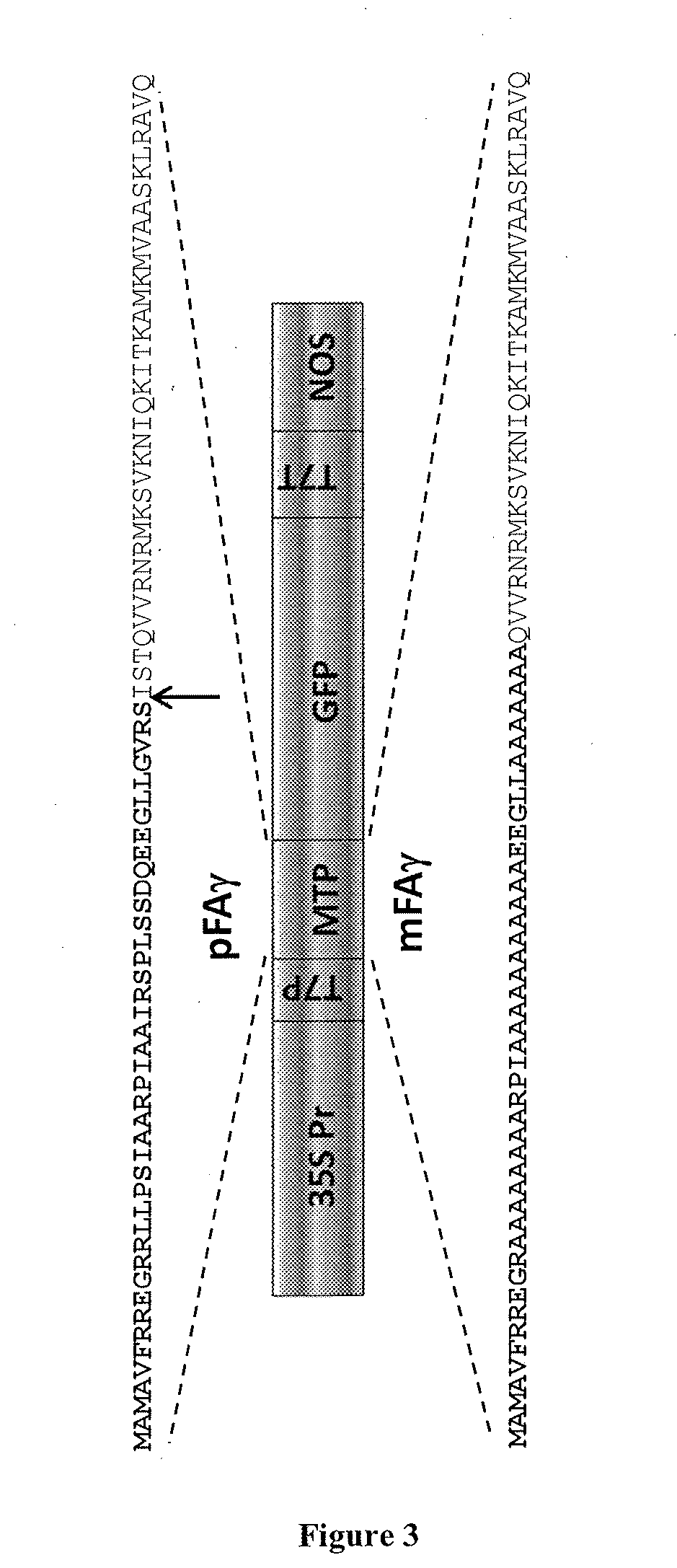 Expression of nitrogenase polypeptides in plant cells