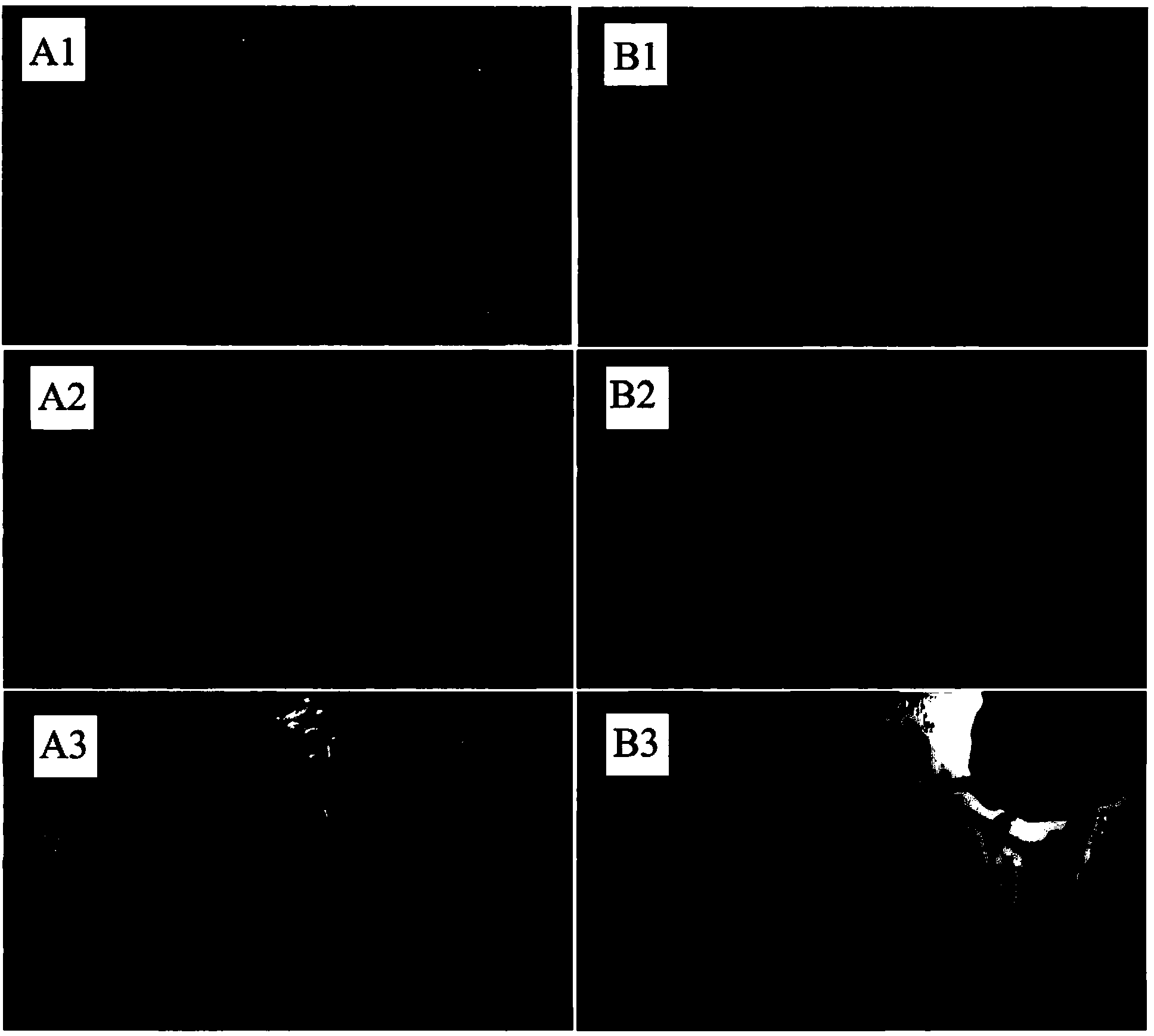 Sophorolipid agricultural antibiotic and application thereof to control of fungal diseases of crops