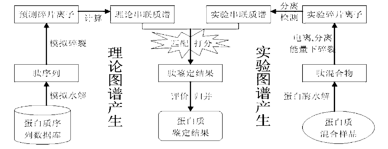 Protein secondary mass spectrum identification method of marker loci based on candidate peptide fragment discrimination