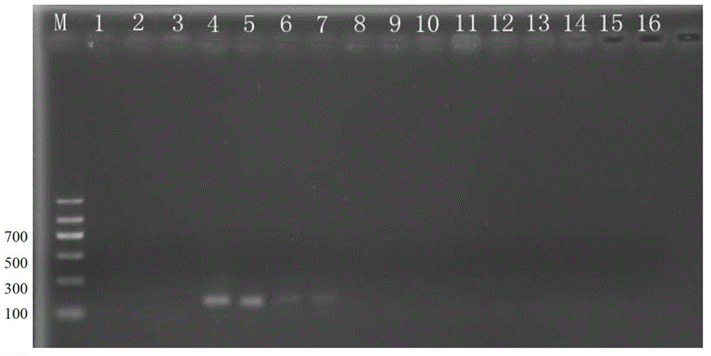 Specific primer based kit for identifying five common cryptoleste stored grain insects