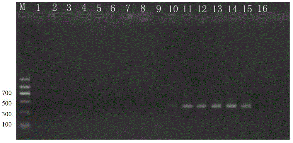 Specific primer based kit for identifying five common cryptoleste stored grain insects