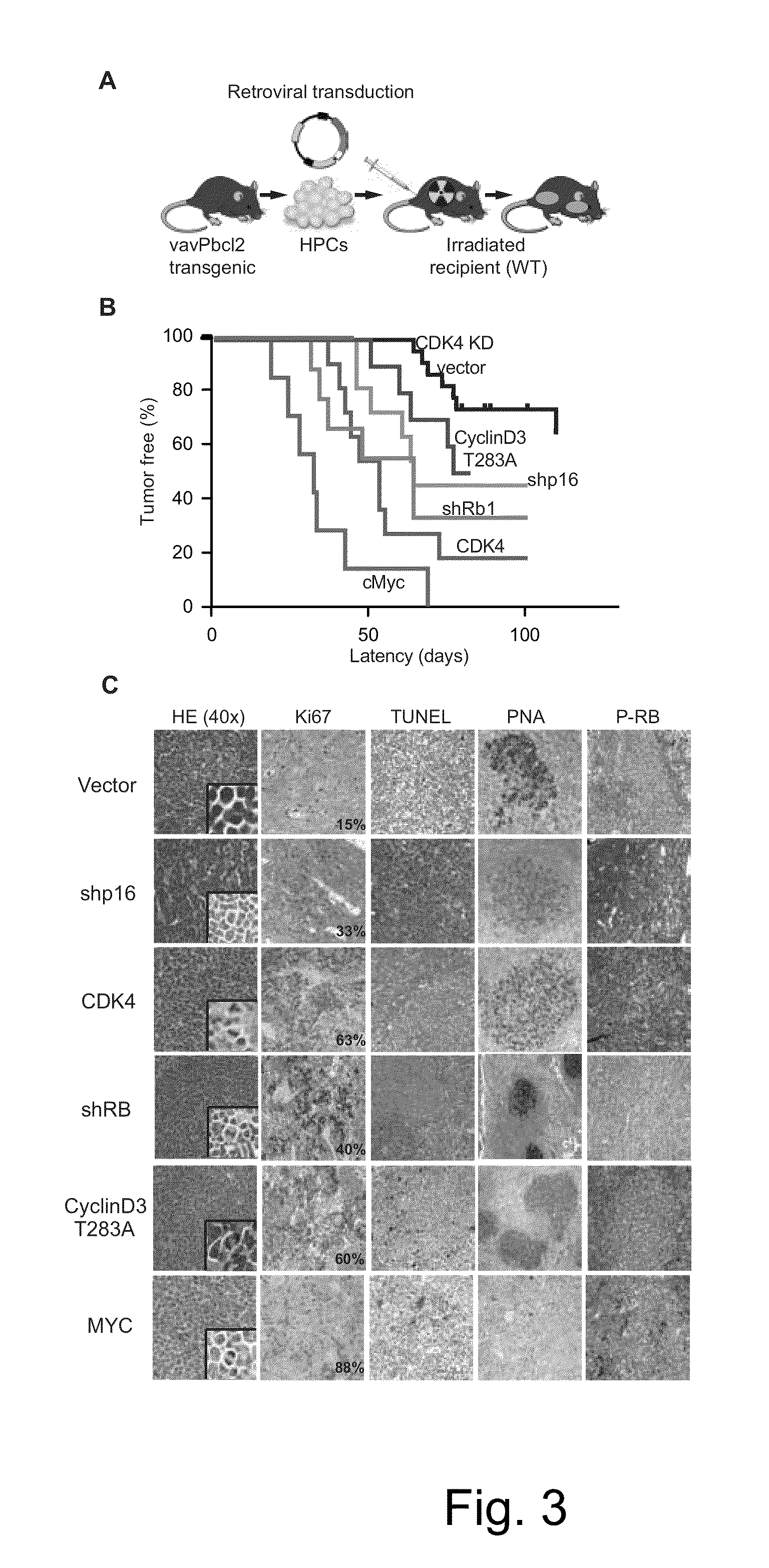 Methods for Treatment of Lymphomas with Mutations in Cell Cycle Genes