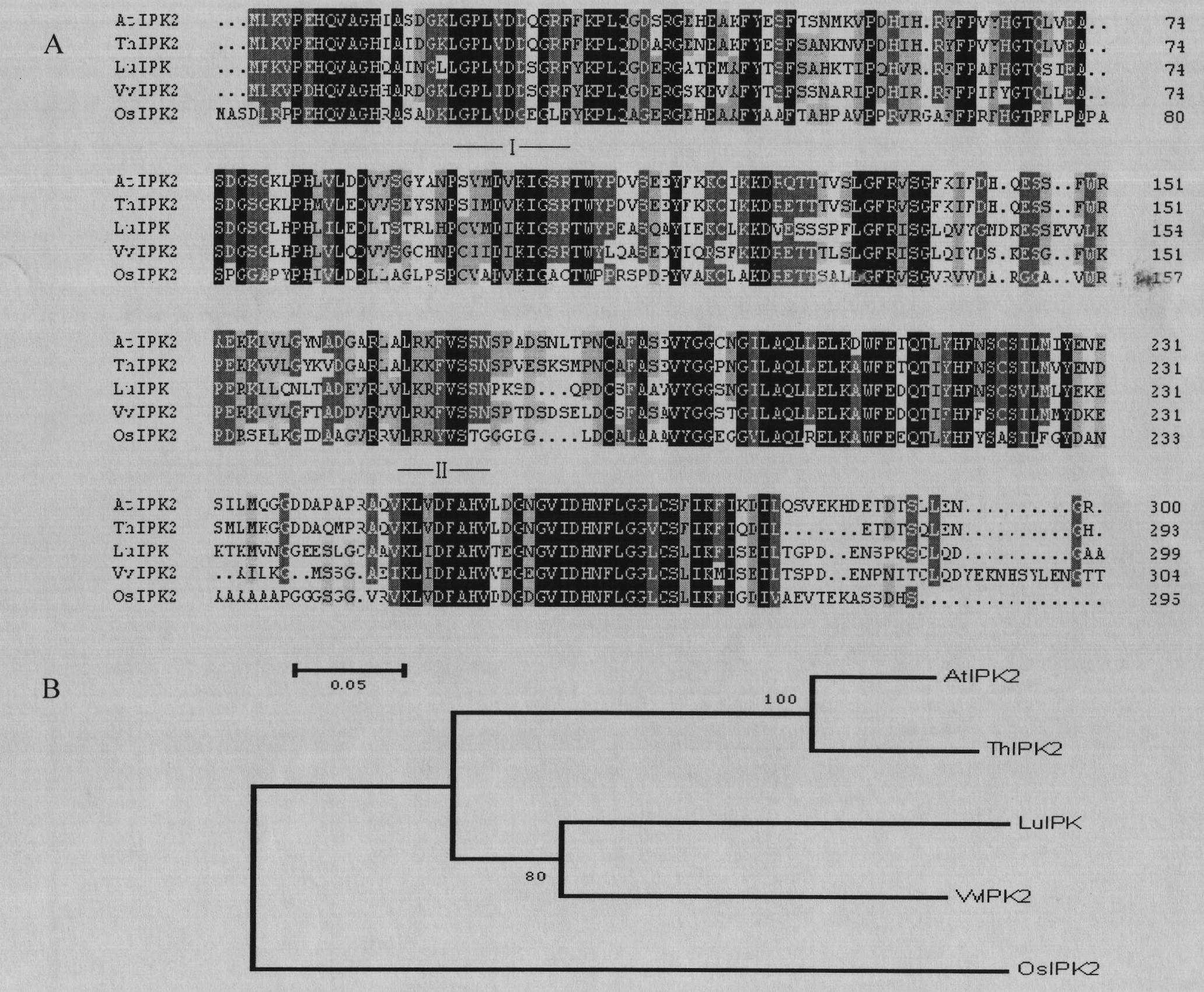 Grape polyphosphoinositide kinase gene VvIPK2 and application thereof in improving cold resistant ability of plants