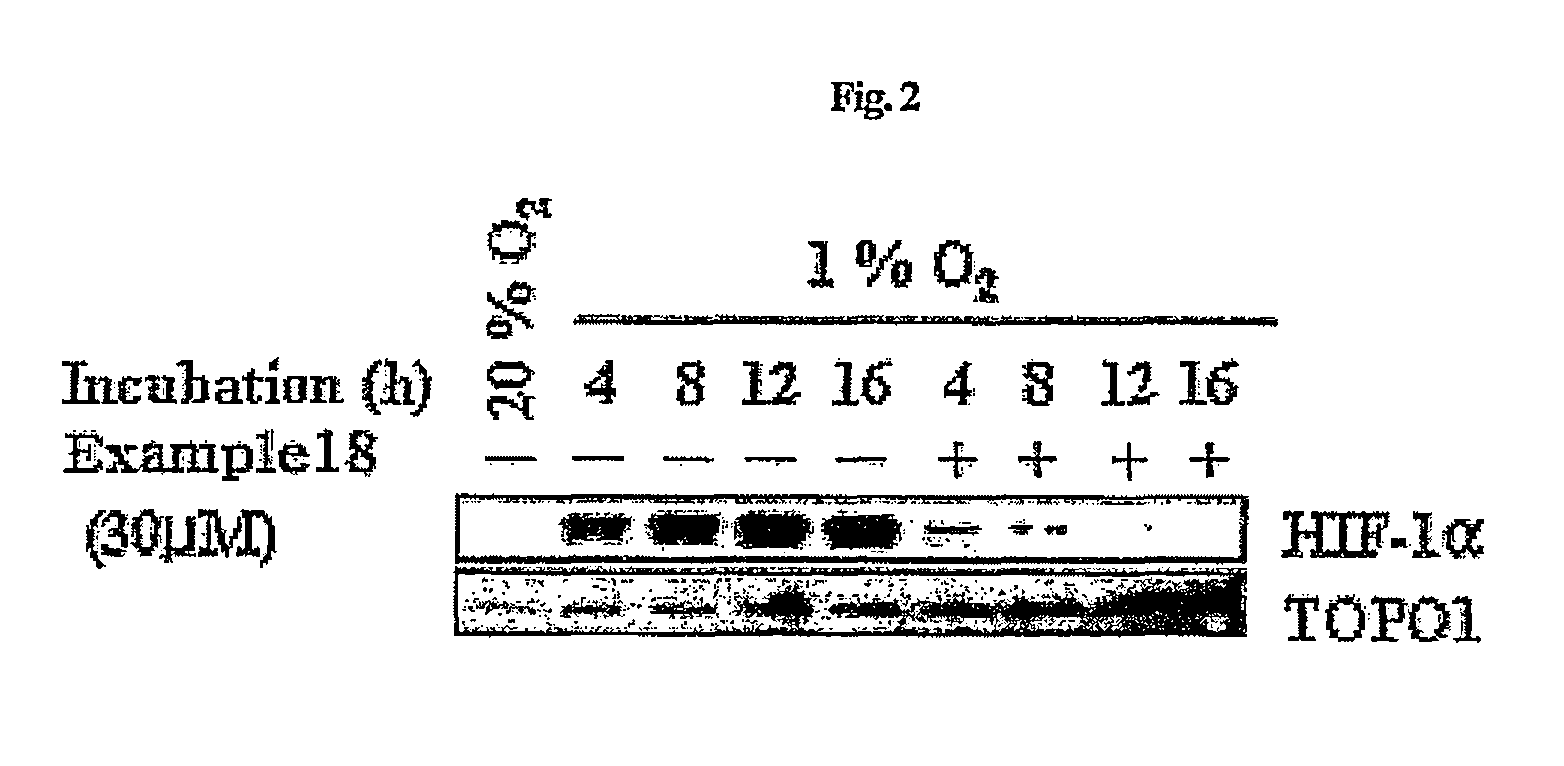 Compounds that inhibit HIF-1 activity, the method for preparation thereof and the pharmaceutical composition containing them as an effective component