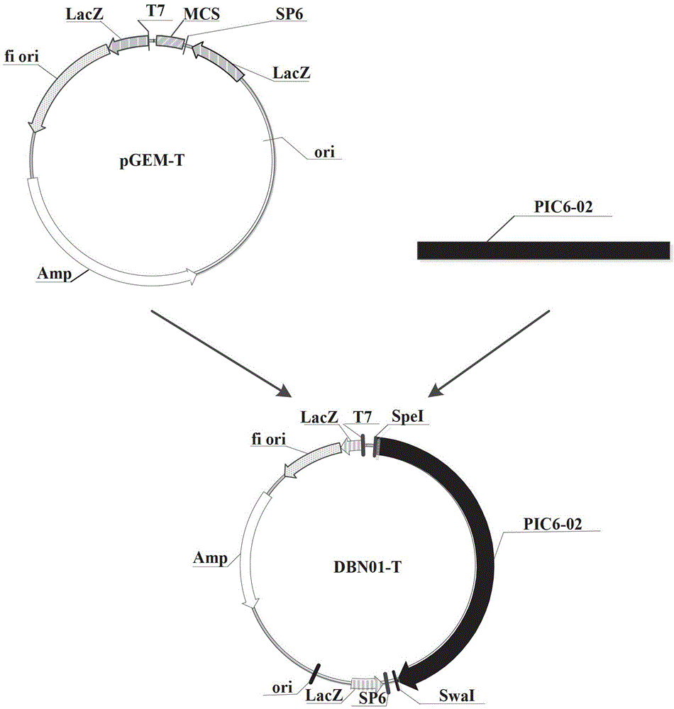 Insecticidal protein, its coding gene and application