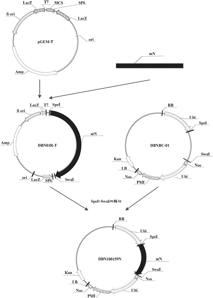 Insecticidal protein, its coding gene and application