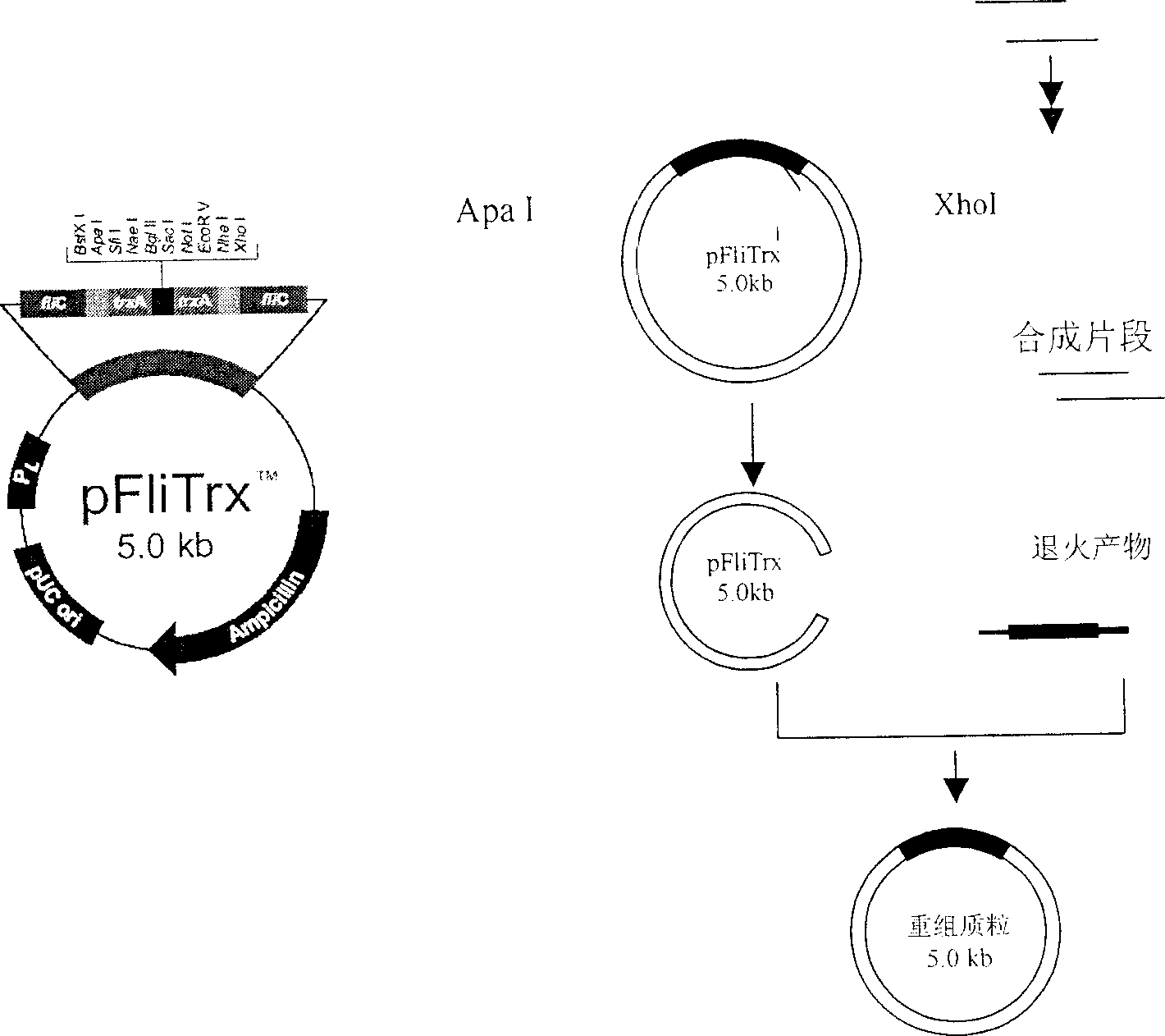 Antigen simulating epipeptide of C type para chicken blood phili bacillus and its use