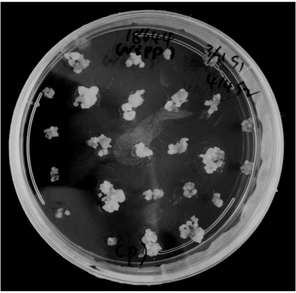 Phosphomannose isomerase gene OsPMI1 originated from oryza sativa and application thereof