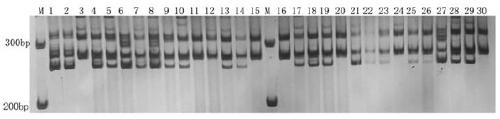 Lianwu est-ssr molecular marker