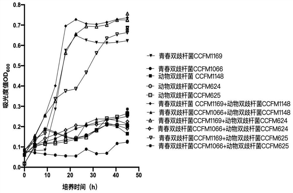 A strain of Bifidobacterium adolescentis that promotes the proliferation of animal bifidobacteria and its application