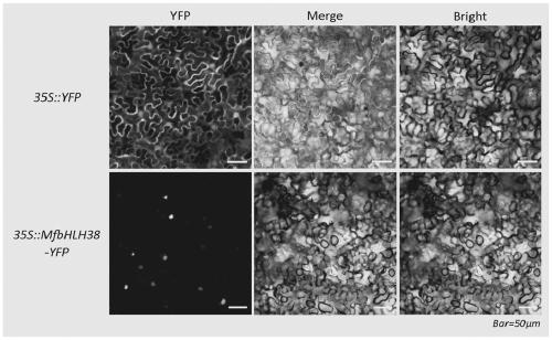 Myrothamnus flabellifolia gene MfbHLH38 and application thereof