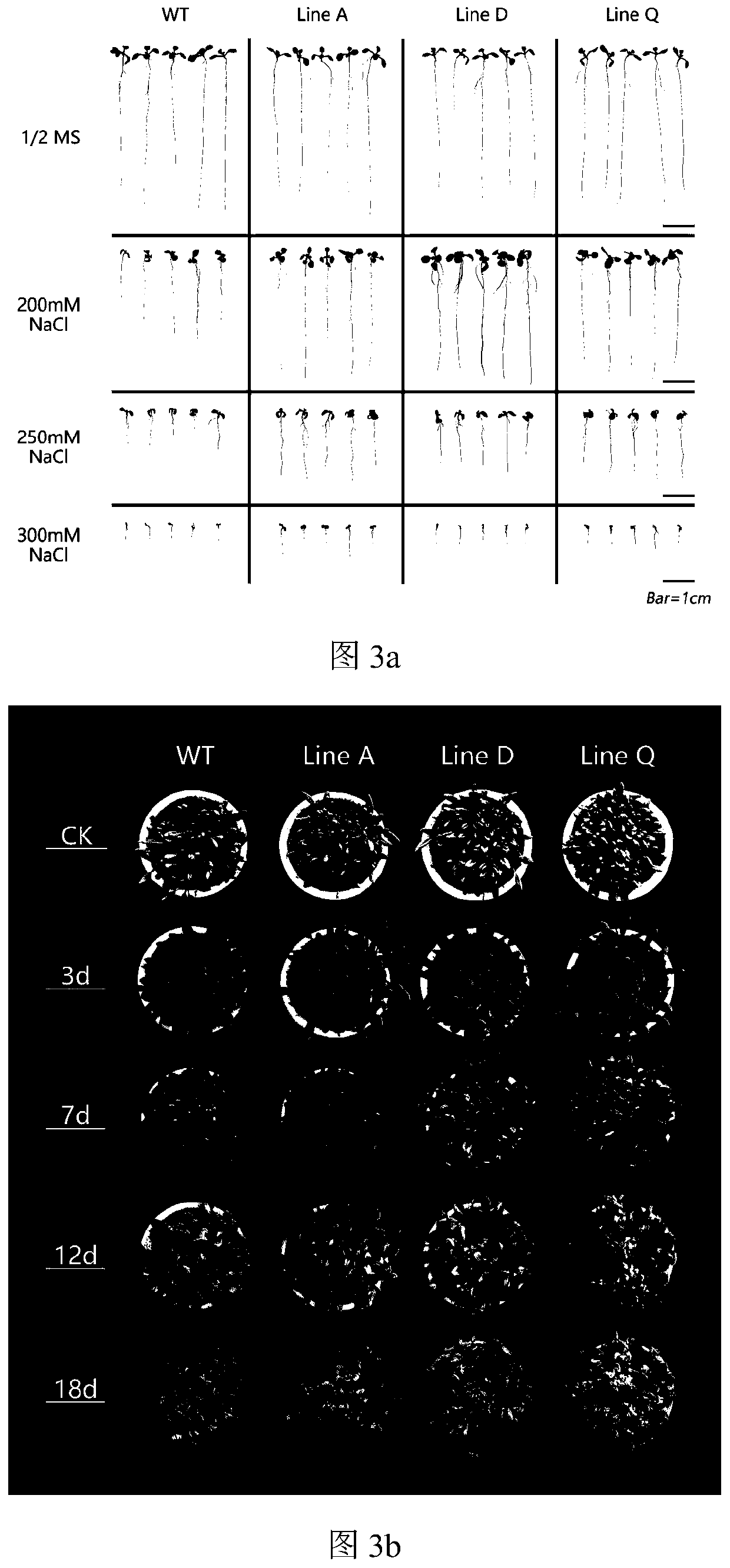 Myrothamnus flabellifolia gene MfbHLH38 and application thereof