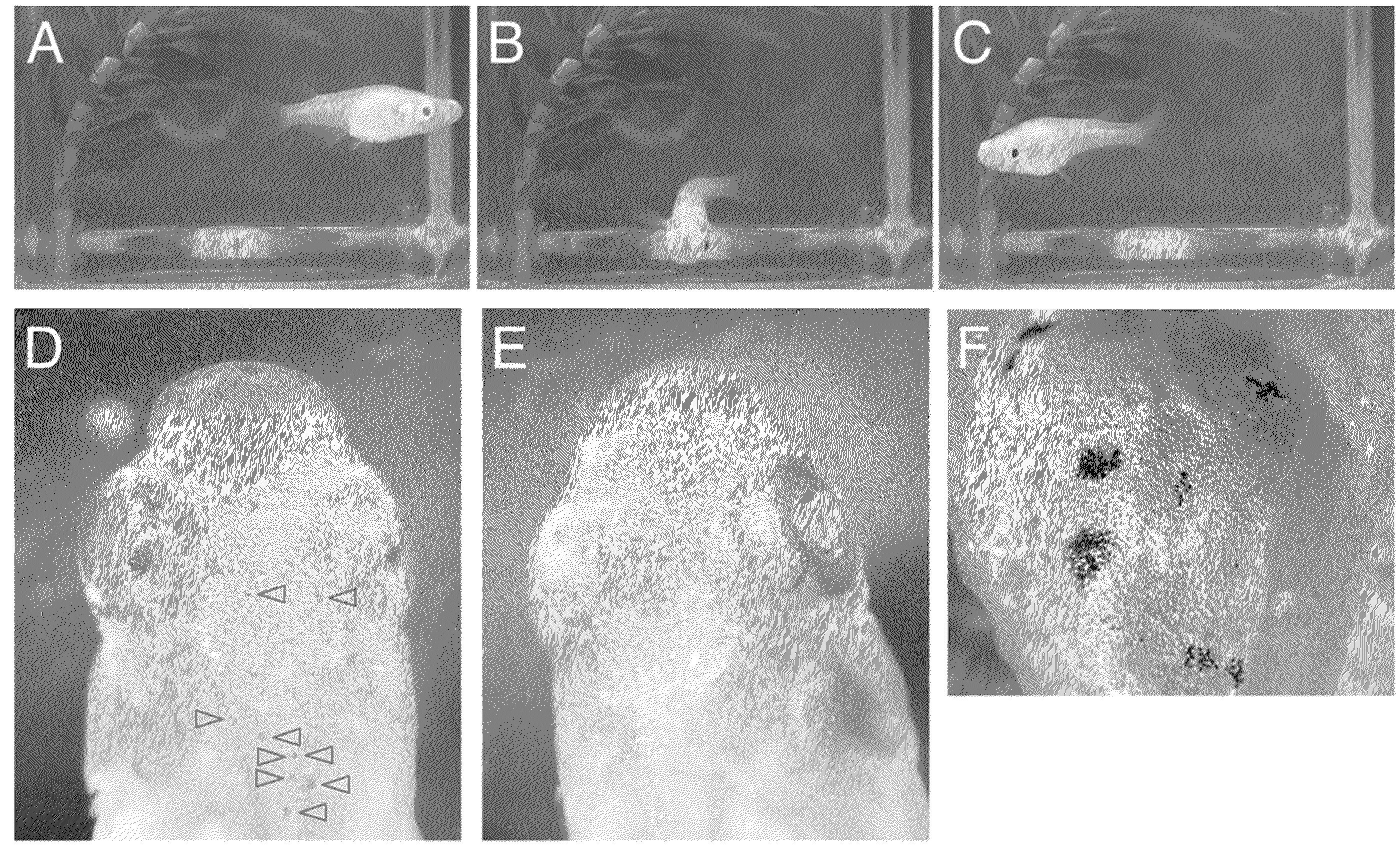 Tol1 FACTOR TRANSPOSASE AND DNA INTRODUCTION SYSTEM USING THE SAME