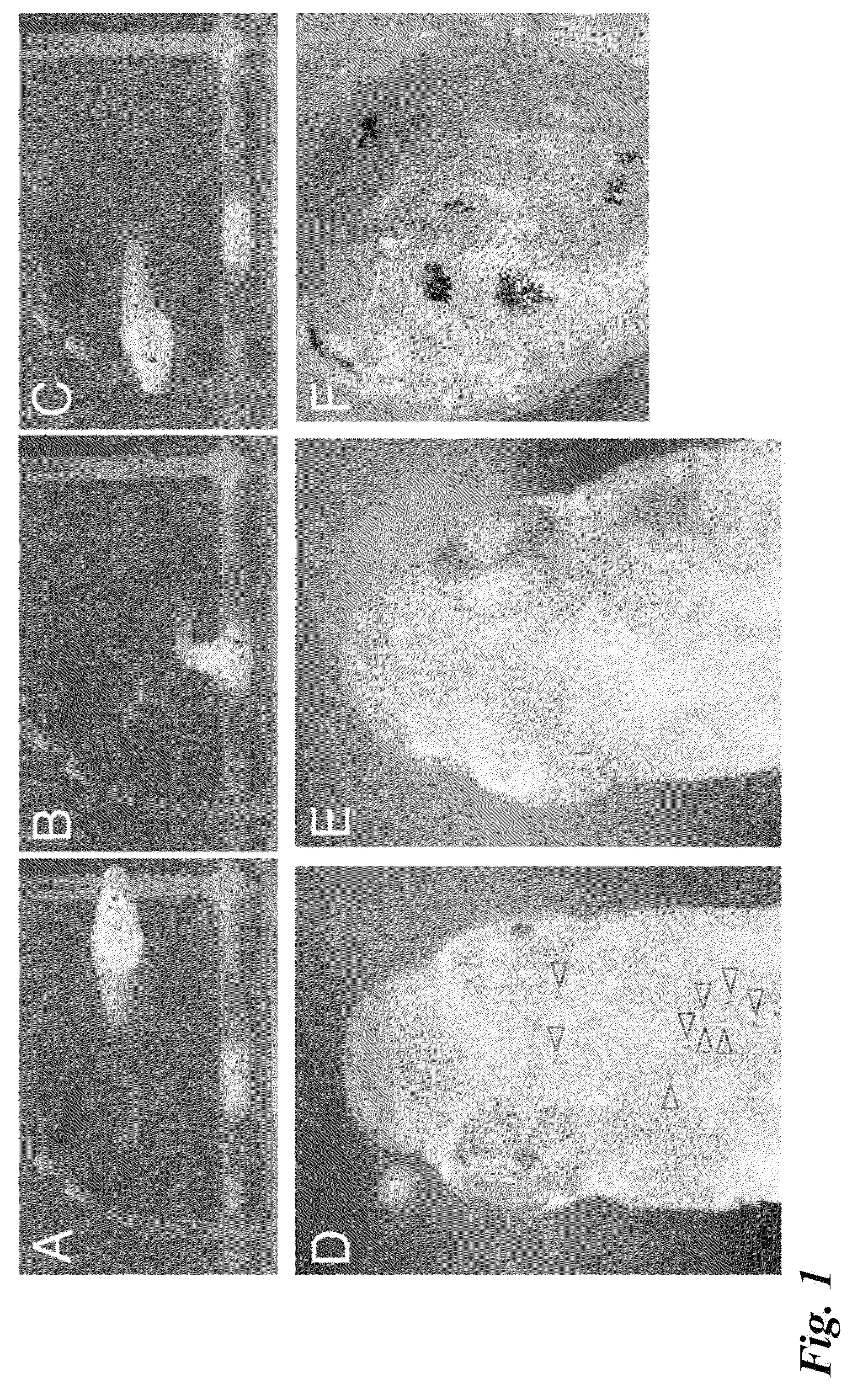 Tol1 FACTOR TRANSPOSASE AND DNA INTRODUCTION SYSTEM USING THE SAME