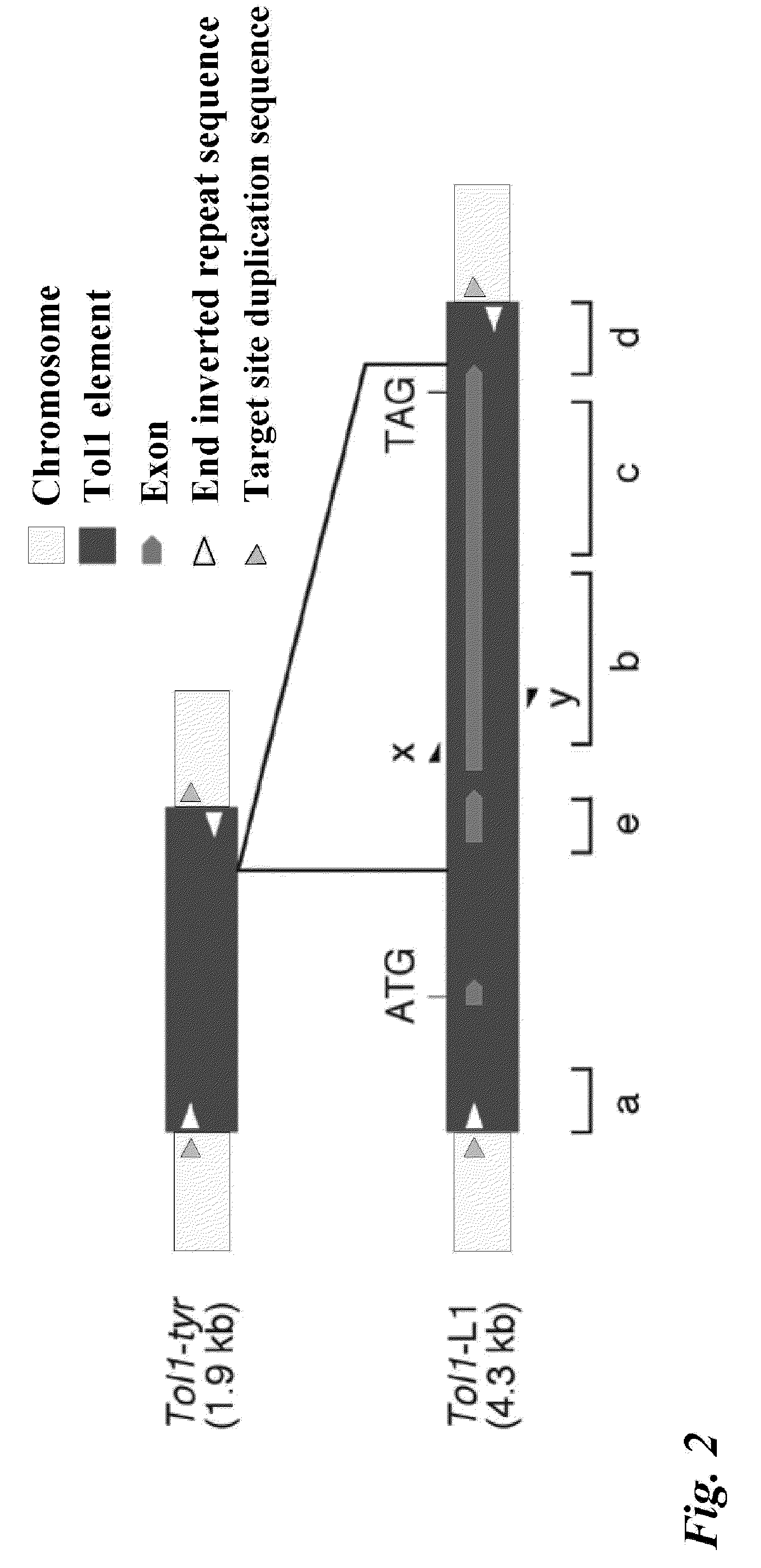 Tol1 FACTOR TRANSPOSASE AND DNA INTRODUCTION SYSTEM USING THE SAME