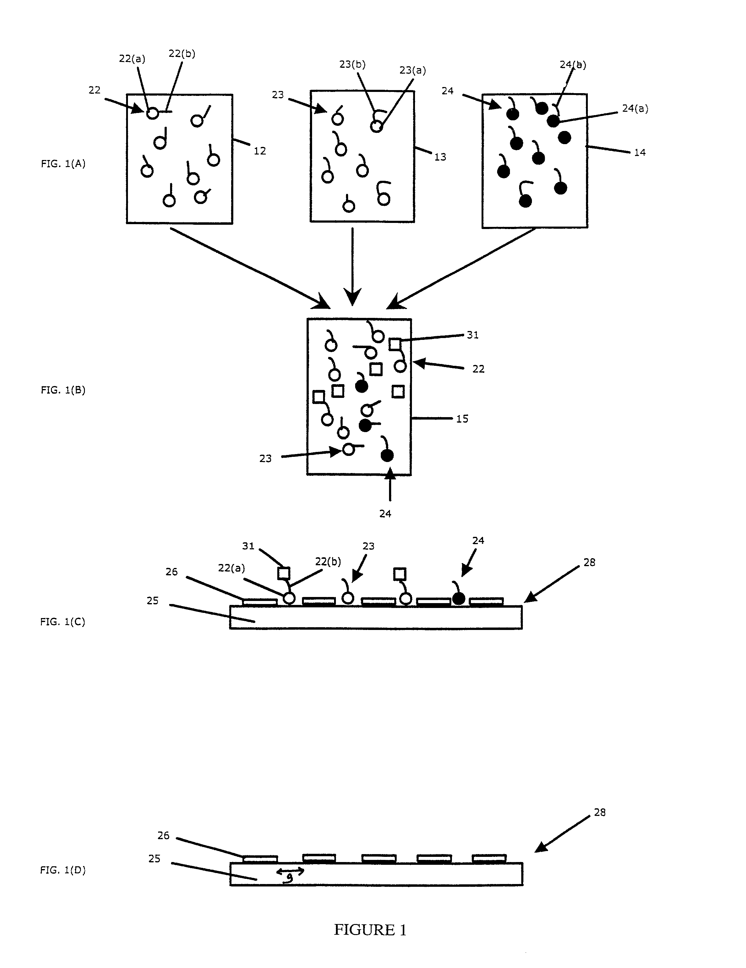 Devices and methods to form a randomly ordered array of magnetic beads and uses thereof