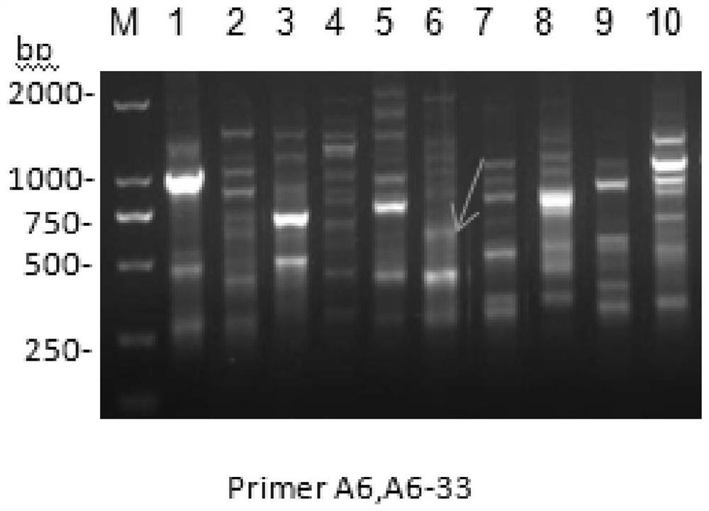 Kit and method for identifying pholidota chinensis