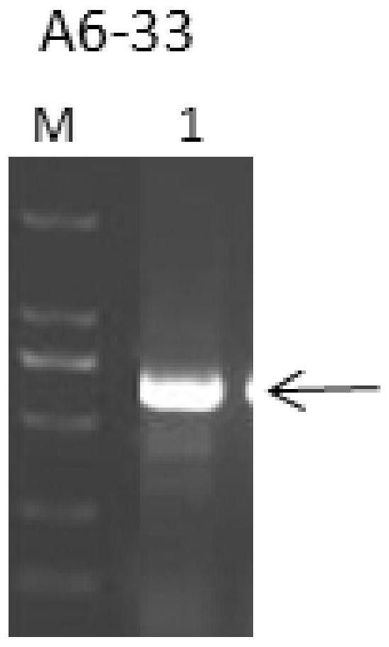 Kit and method for identifying pholidota chinensis