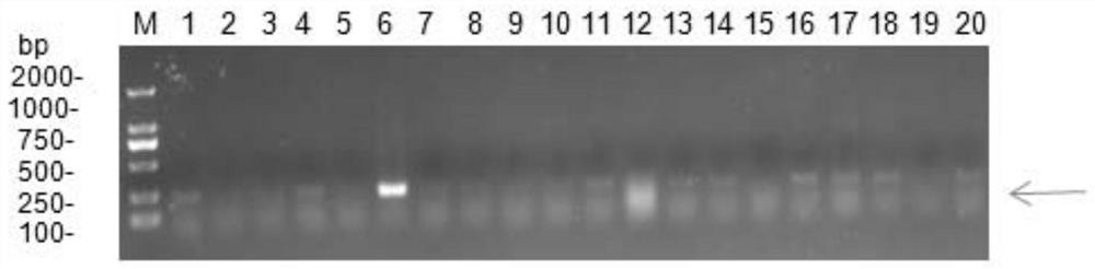 Kit and method for identifying pholidota chinensis