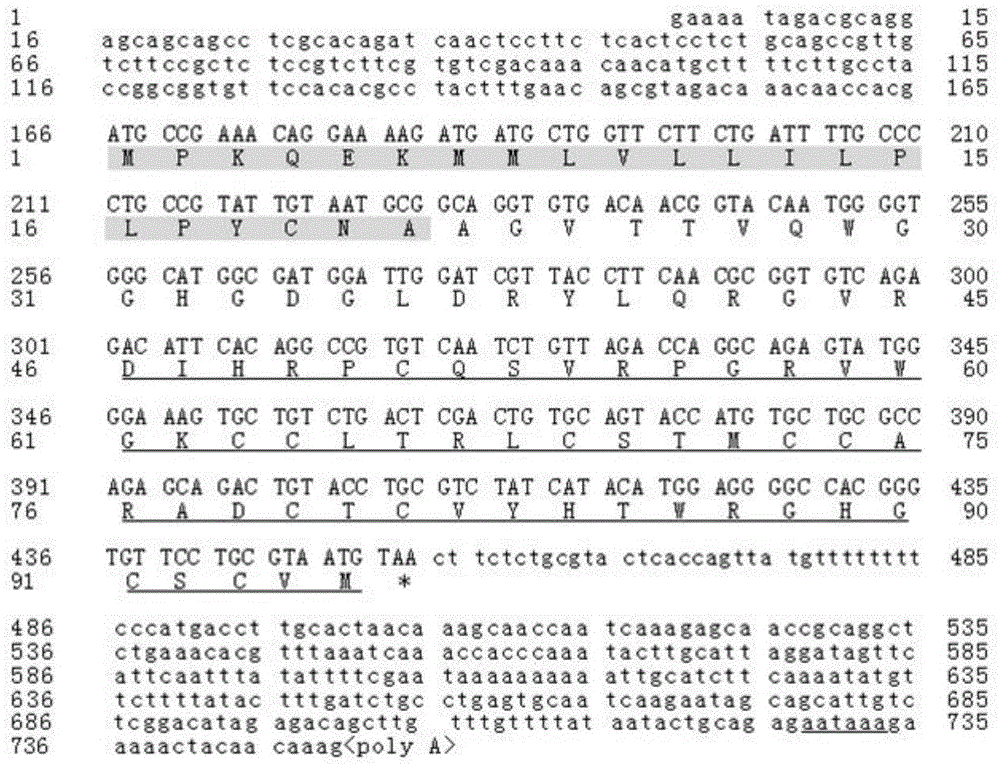 Conotoxin alphaD-GeXXA gene, and polypeptide and applications thereof