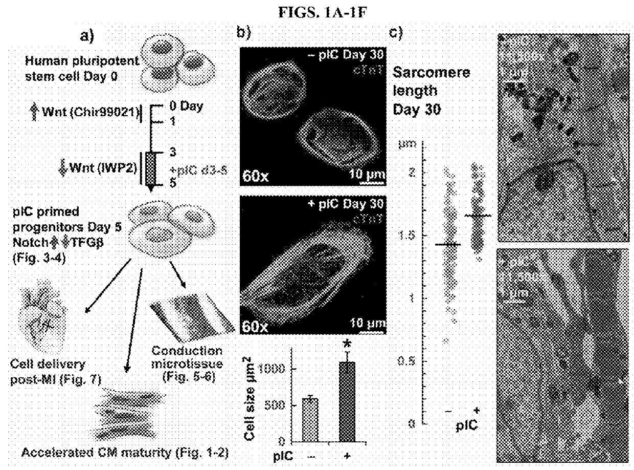 Primed Cardiac Progenitors and Methods for Making and Using Same