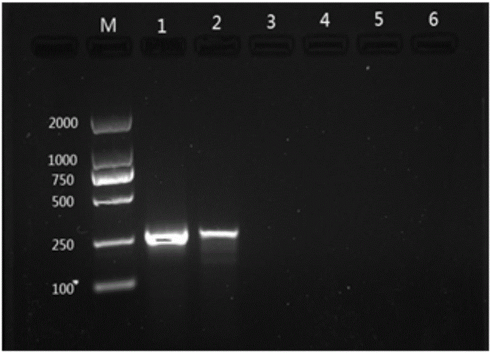 Tissue-engineered epidermis quality detection method