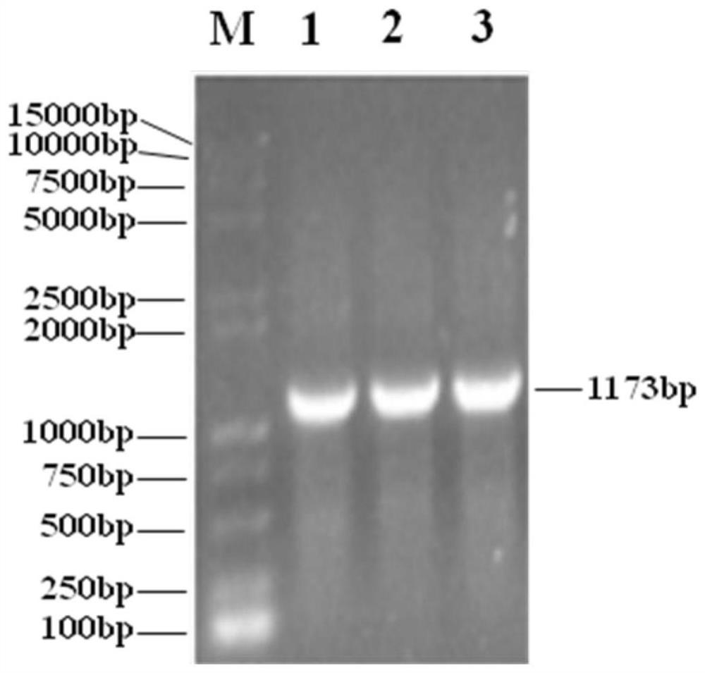 Therapeutic agents comprising isolated recombinant oncolytic adenoviruses and immune cells and uses thereof