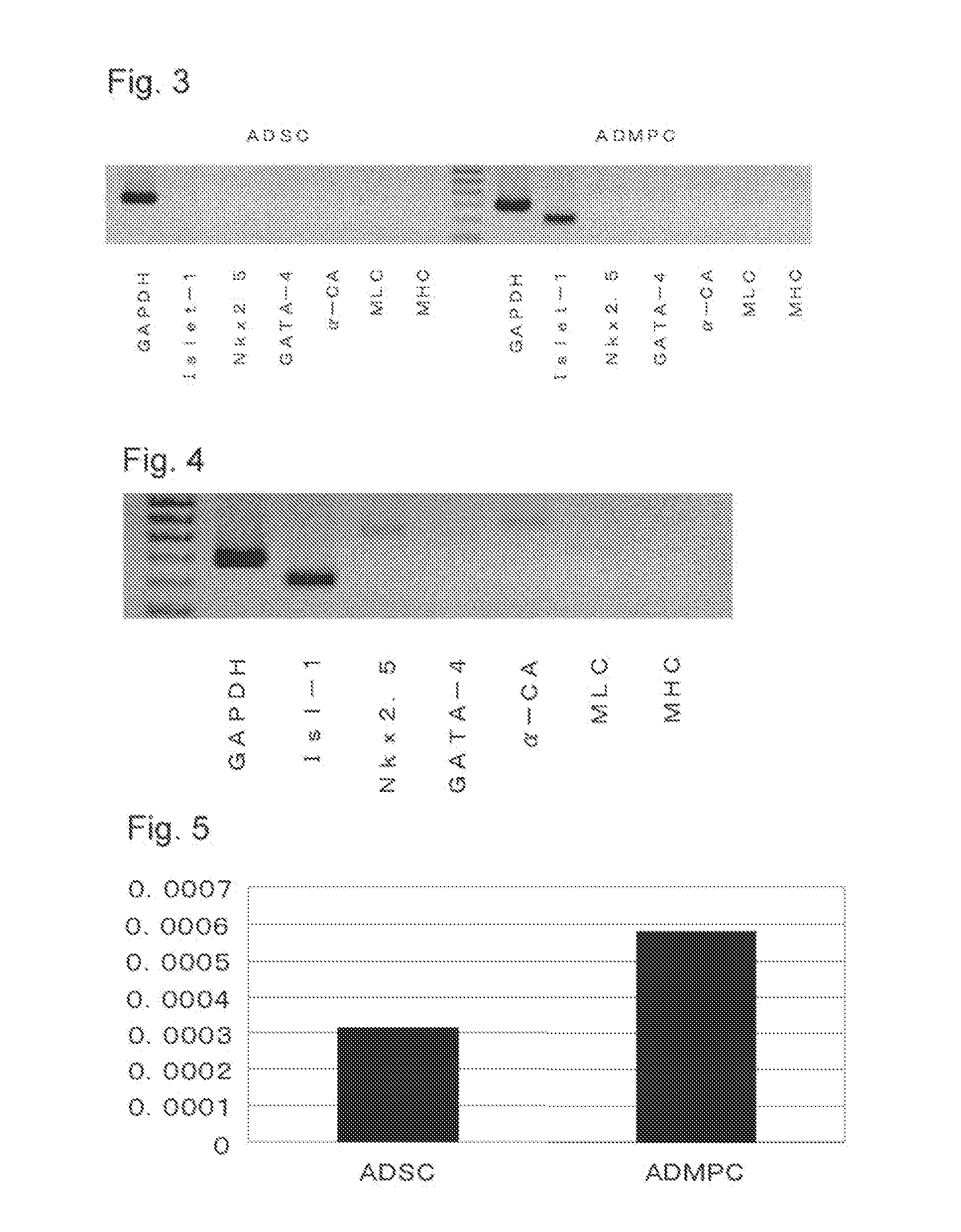 Multipotent progenitor cell derived from adipose tissue