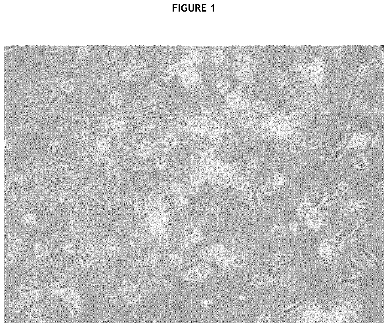 Production of canine pancreatic islets from an immature pancreas