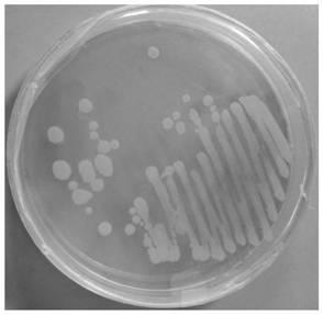 Moravian pseudomonas strain X2 and application thereof