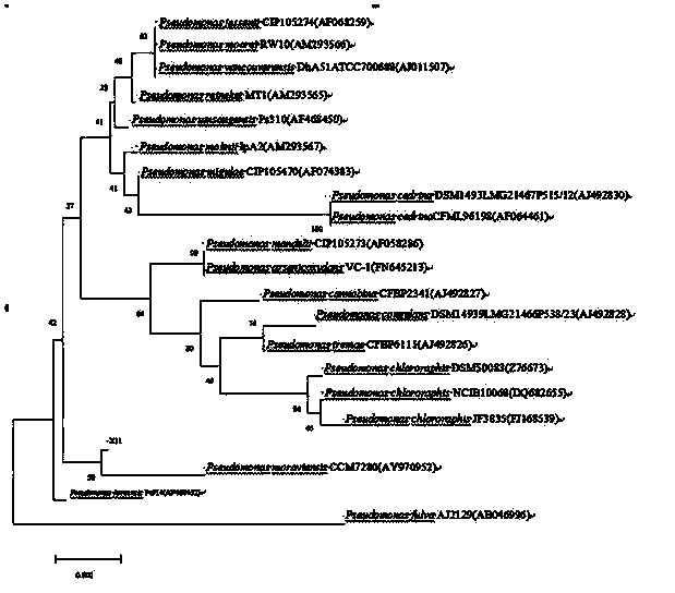 Moravian pseudomonas strain X2 and application thereof