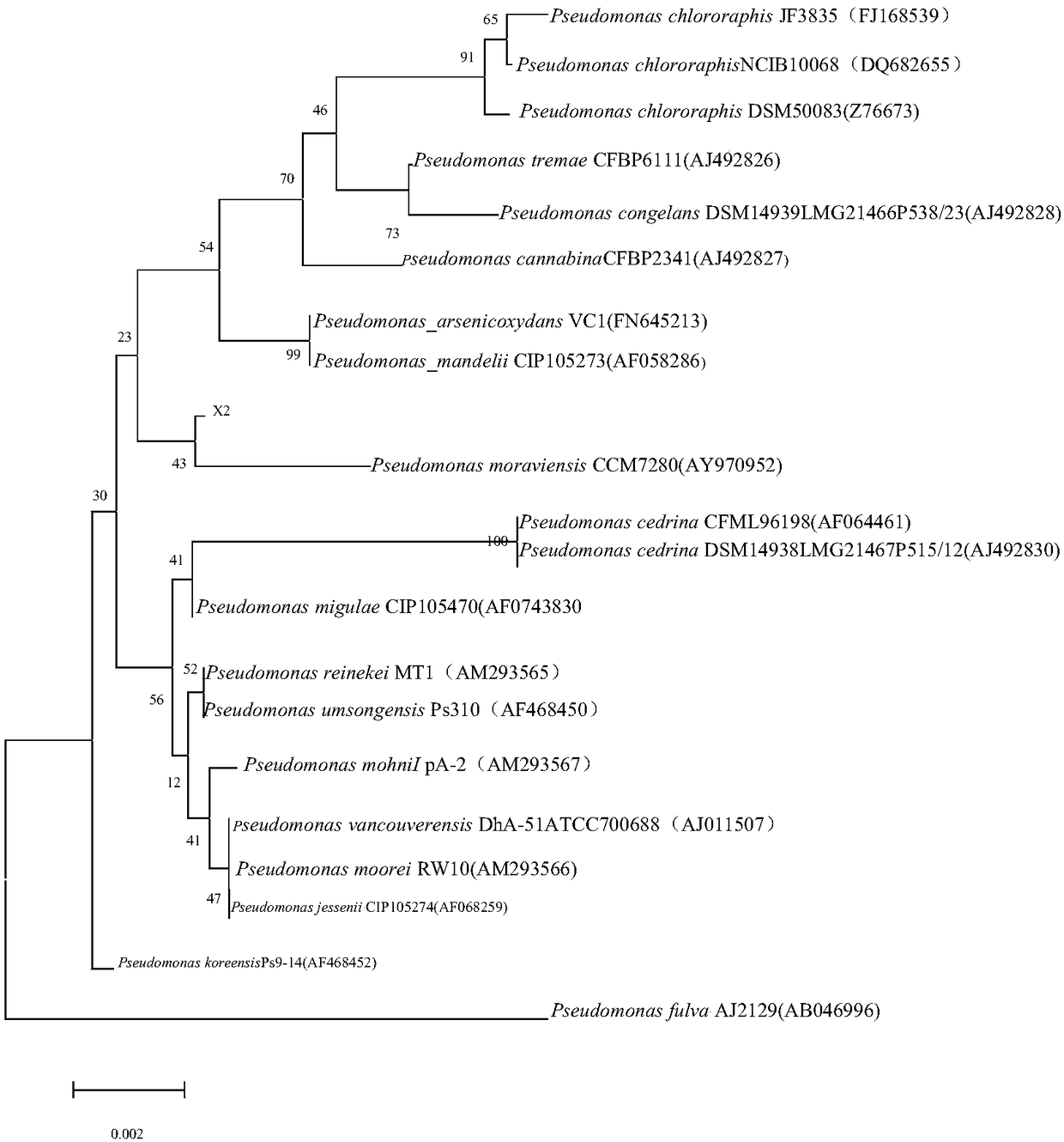 Moravian pseudomonas strain X2 and application thereof