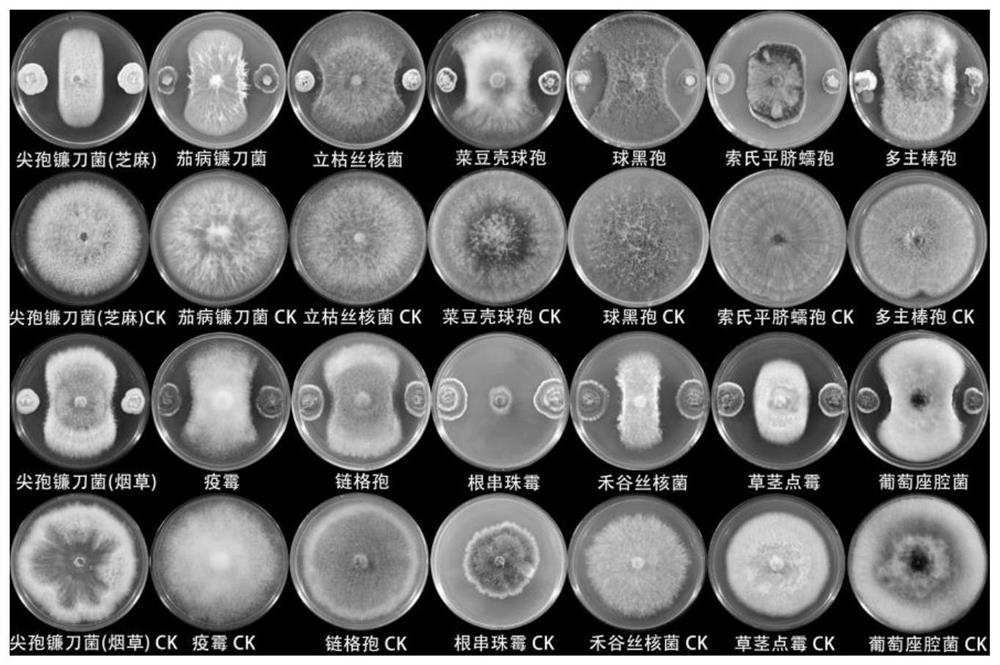 A strain of Penicillium citricaria with the function of preventing disease and promoting growth and its bacterial agent and application