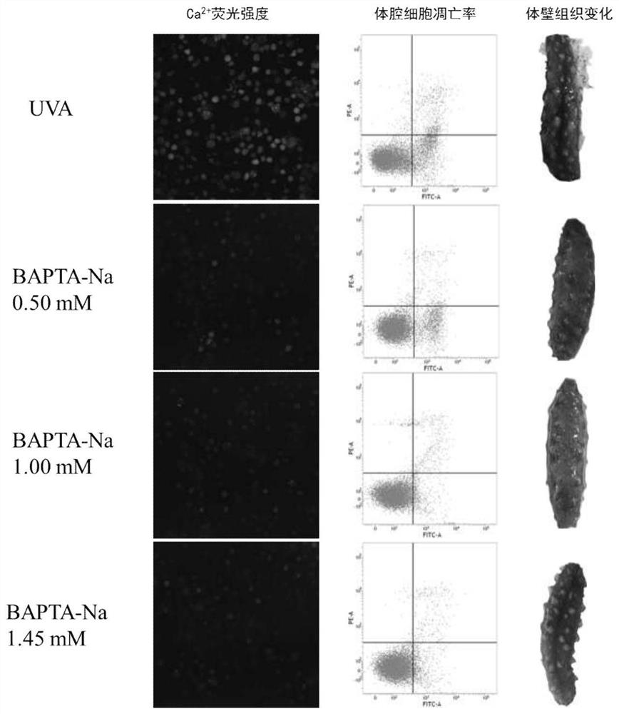 A kind of method for delaying autolysis of sea cucumber body wall