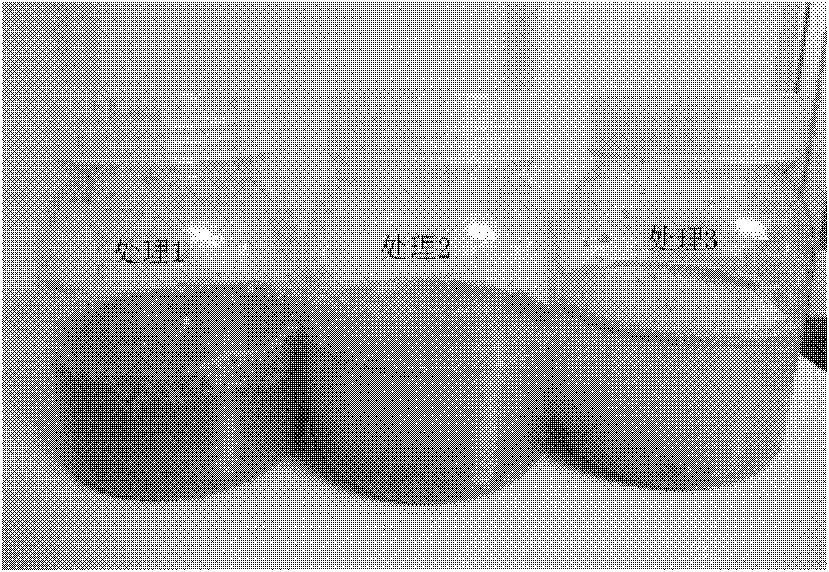 Method for efficiently and rapidly propagating Dendrobium candidum test-tube seedlings in large scale