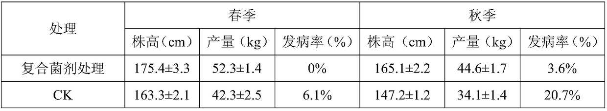 Compound microbial agent for relieving continuous cropping obstacles of melon crops and application