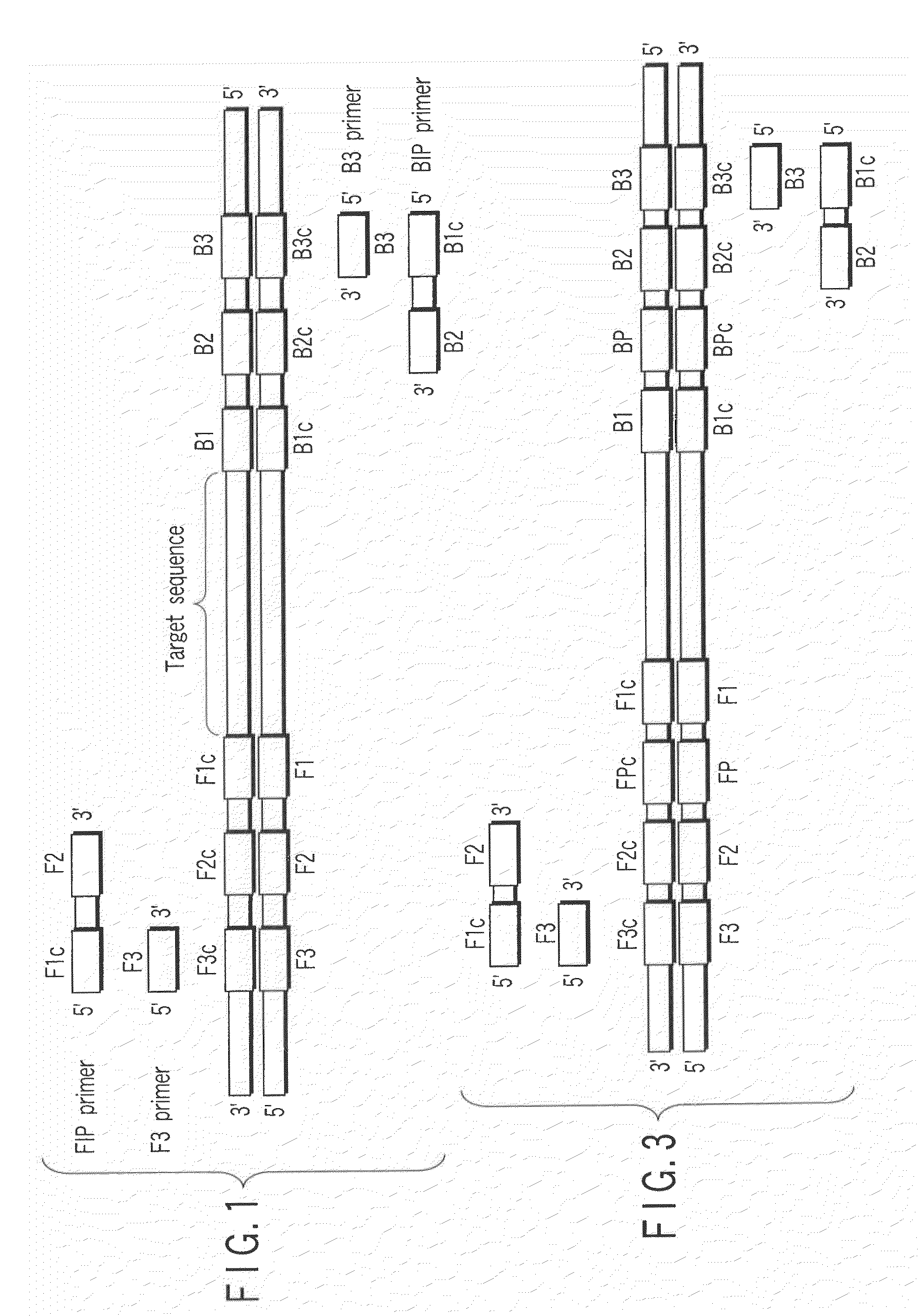 Method of detecting human papilloma virus by using nucleic acid amplification method and nucleic acid chain-immobilized carrier